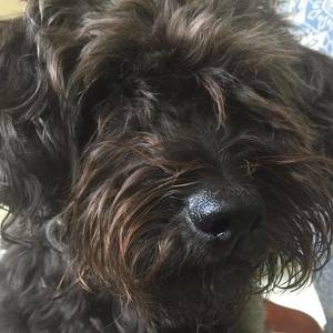 Fundraising Page: Susan Dunkley